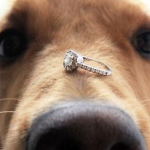 Homem surpreende a namorada com pedido de casamento na coleira do cachorro!