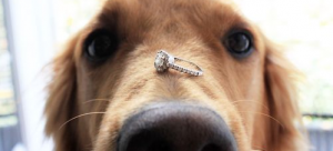 Homem surpreende a namorada com pedido de casamento na coleira do cachorro!