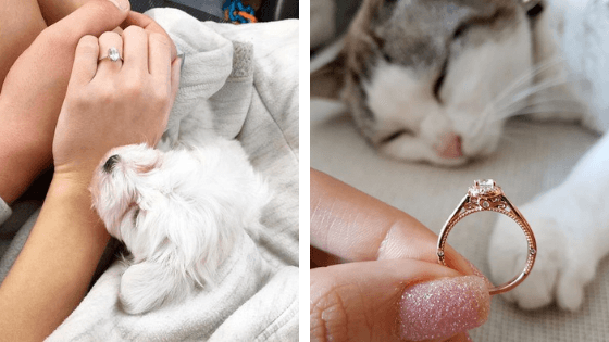 mostrando seu anel de noivado com seus mascotes