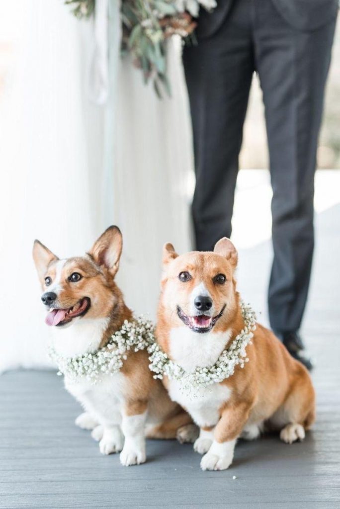 cães em cerimônia de casamento